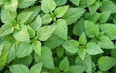 8 façons d’utiliser l’ortie au jardin