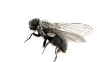 10 astuces pour échapper aux mouches et moucherons sans vous empoisonner