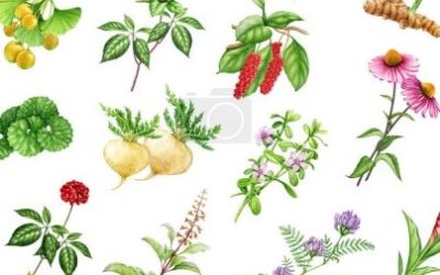 Cette plante qui fait fuir les moustiques à avoir sur votre balcon ou dans votre jardin