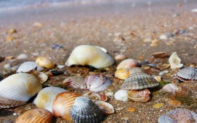 Coquillages, sable, galets… Qu&rsquo;avez-vous le droit de ramasser sur la plage?