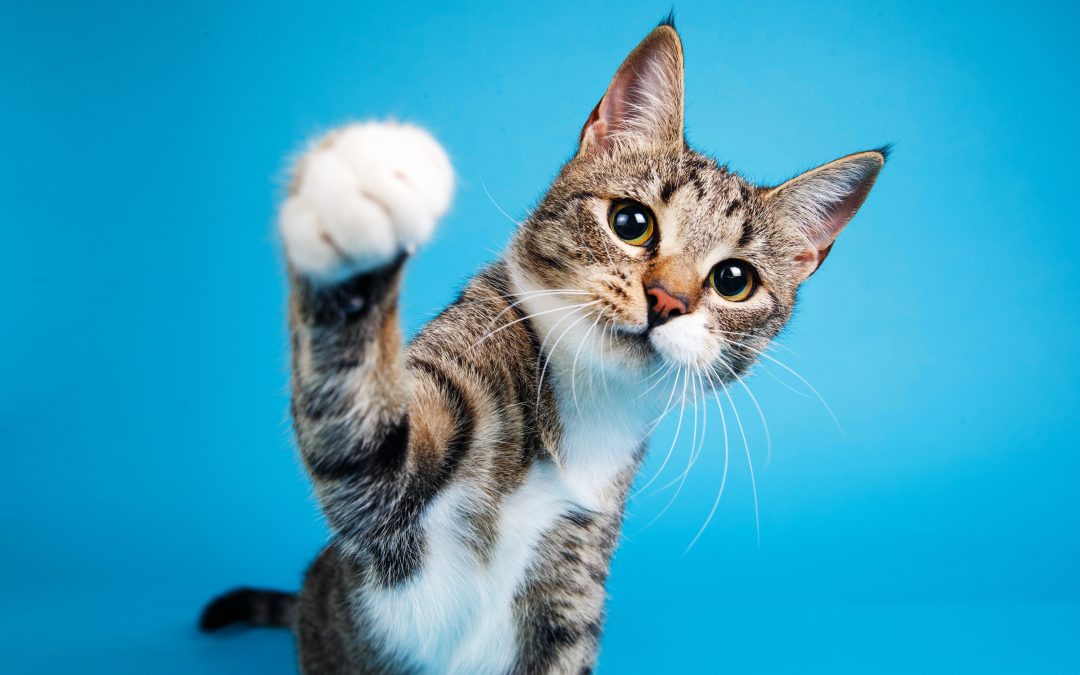 Vous ne vous souciez pas des dents de votre chat ? Pourtant sa santé en dépend !